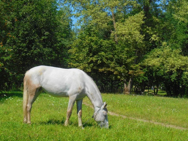 Cavallo bianco nel parco sull'erba verde — Foto Stock