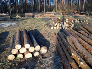 Ormanların tahrip edilmesi