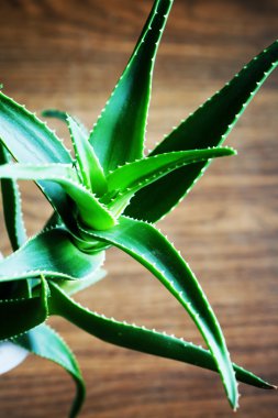 Aloe bitkisinin yeşil yaprakları