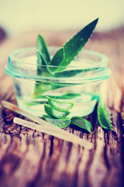 Aloe bitkisinin yeşil yaprakları