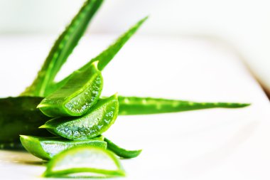 Aloe bitkisinin yeşil yaprakları