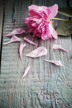Peonies on wooden background clipart