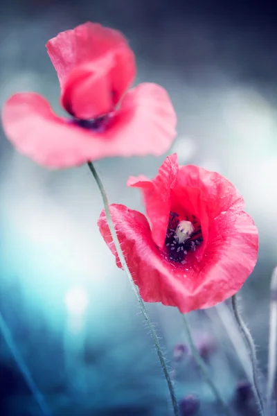 Dzikie kwiaty maku — Zdjęcie stockowe