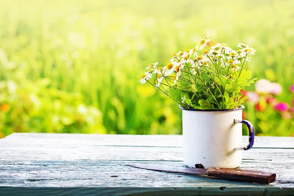 Summer beautiful daisy flowers — Stock Photo, Image