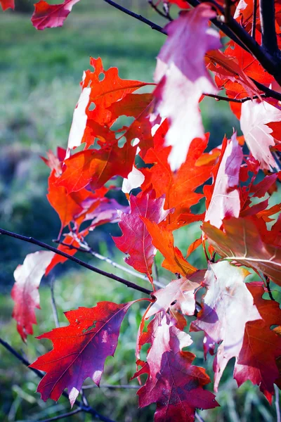Rama con hojas de otoño coloridas — Foto de Stock