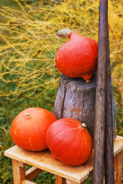 Zucche e attrezzi da giardino su erba — Foto Stock