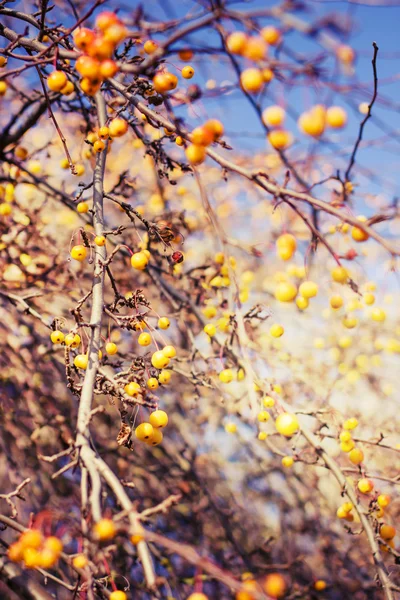 Осенние ягоды против голубого неба — стоковое фото