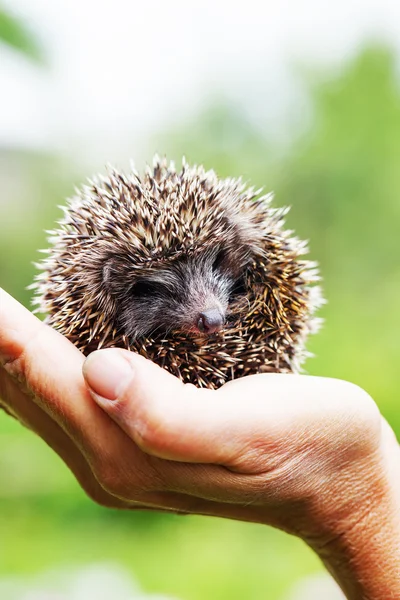 Hedgehog lying in human hands — Stock Photo, Image