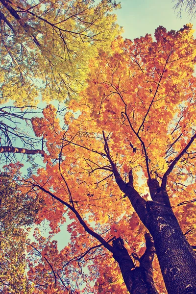 Foliage in the autumn park — Stock Photo, Image