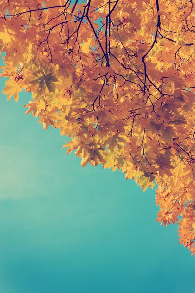 秋の公園で紅葉 — ストック写真