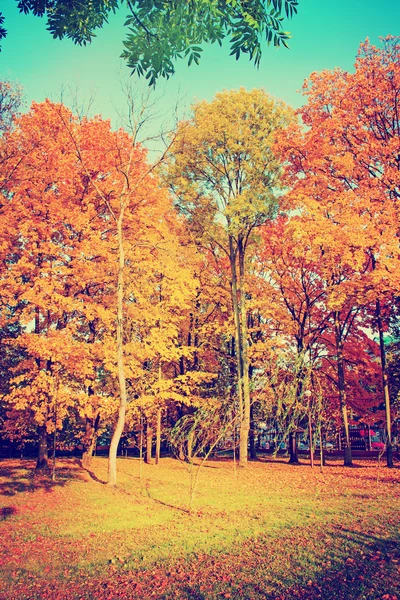 Árboles de otoño y hojas — Foto de Stock
