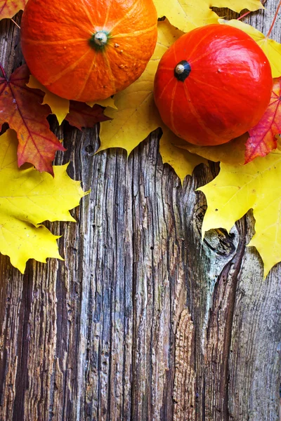 Citrouilles et feuilles d'automne — Photo