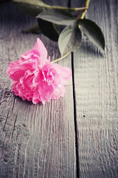 Peonie su sfondo di legno — Foto Stock