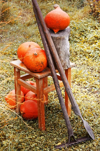 Pumpkins and garden tools on grass — Stock Photo, Image