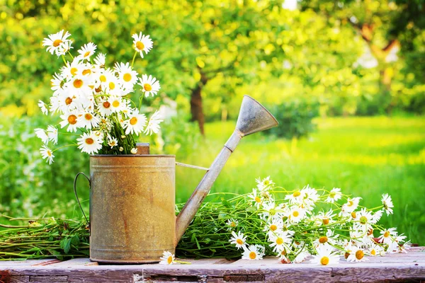 Sommarträdgård med daisy blommor Stockbild