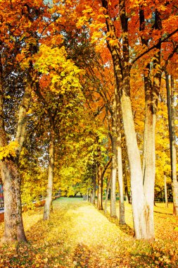 sonbahar ağaç ve yaprak