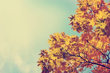 yapraklar sonbaharda Park