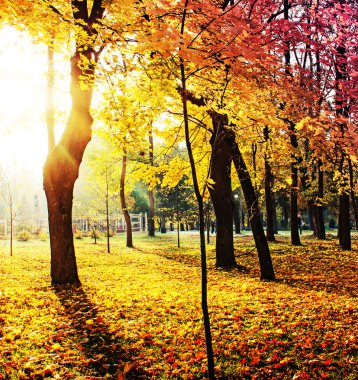 sonbahar ağaç ve yaprak