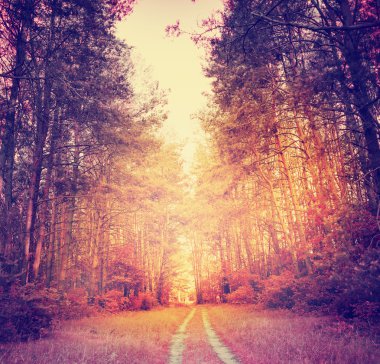 Yollu orman manzarası