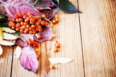 Rowan ahşap antika arka plan üzerinde