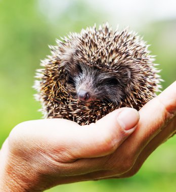 insan elinde yalan kirpi