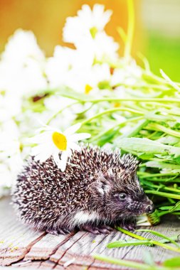 Hedgehog with daisy flowers clipart