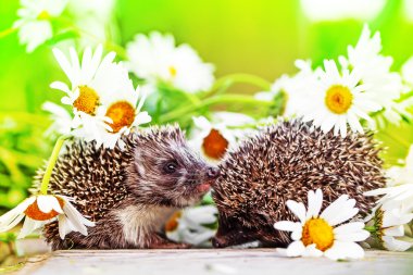 Hedgehogs with daisy flowers clipart