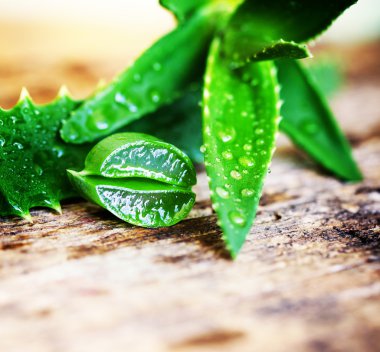 Aloe bitkisinin yeşil yaprakları
