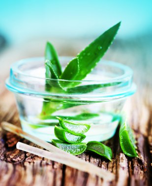 Aloe bitkisinin yeşil yaprakları