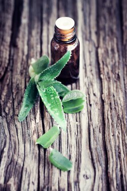 Aloe bitkisinin yeşil yaprakları