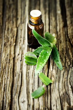 Aloe bitkisinin yeşil yaprakları