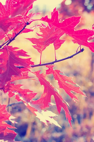 Гілка з барвистим осіннім листям — стокове фото