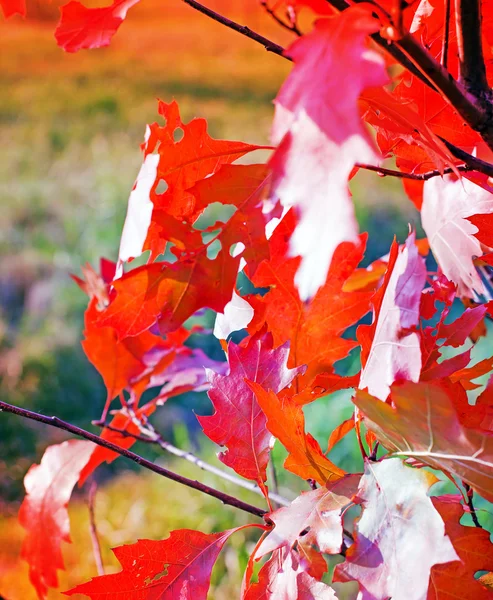 Renkli sonbahar yaprakları ile şube — Stok fotoğraf