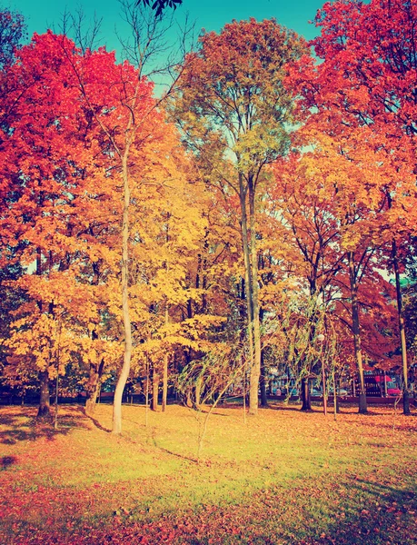 Árvores e folhas de outono — Fotografia de Stock