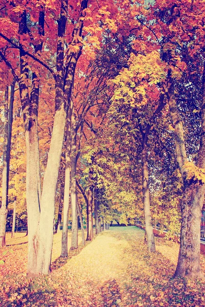 Árvores e folhas de outono — Fotografia de Stock