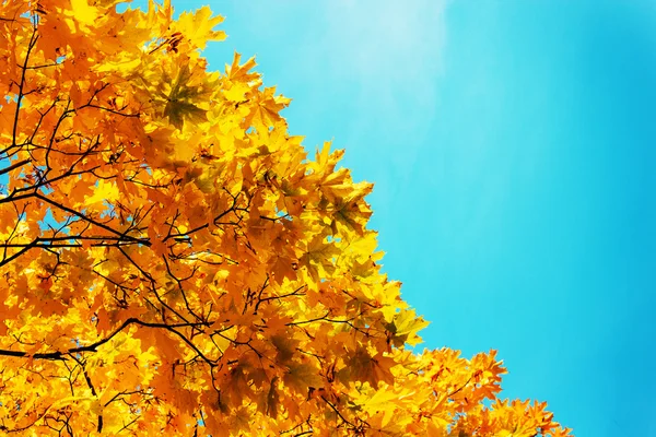 Listí v podzimním parku — Stock fotografie