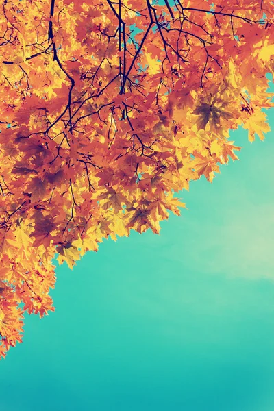 Bladeren in de herfst park — Stockfoto