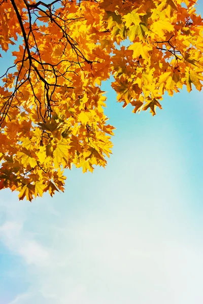 Fogliame nel parco autunnale — Foto Stock