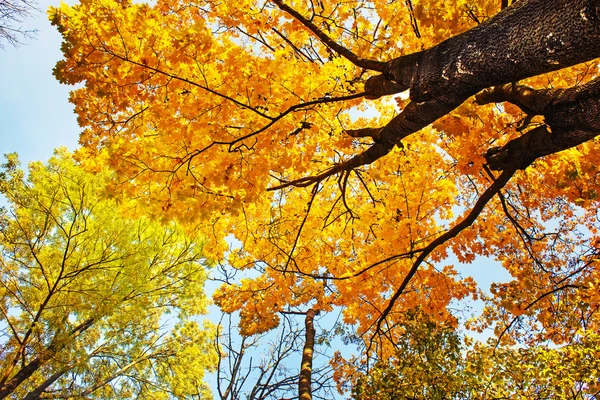 Alberi e foglie d'autunno — Foto Stock