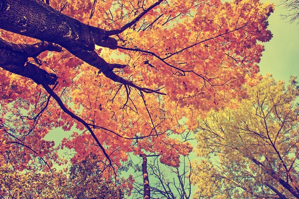 Őszi fák és a levelek — Stock Fotó