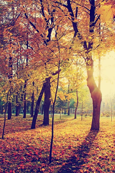 sonbahar ağaç ve yaprak