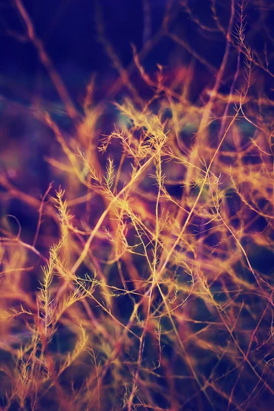 日没時の草の畑 — ストック写真