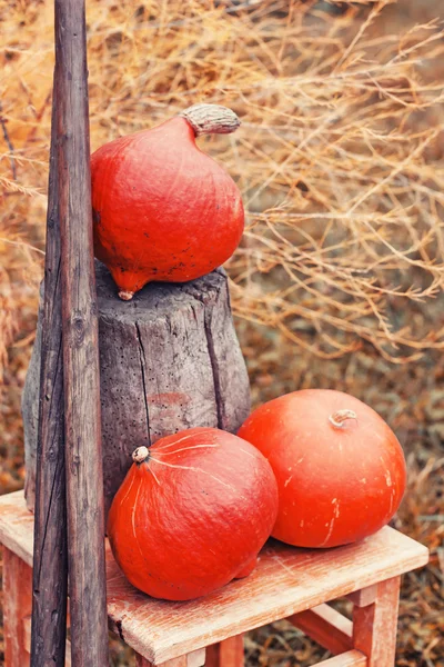 Calabazas y herramientas de jardín sobre hierba —  Fotos de Stock