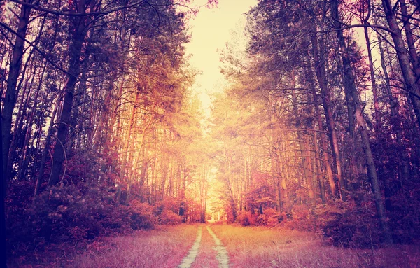 Yollu orman manzarası