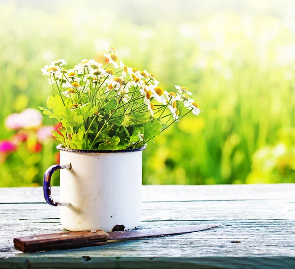 Sommer schöne Gänseblümchen Blumen — Stockfoto