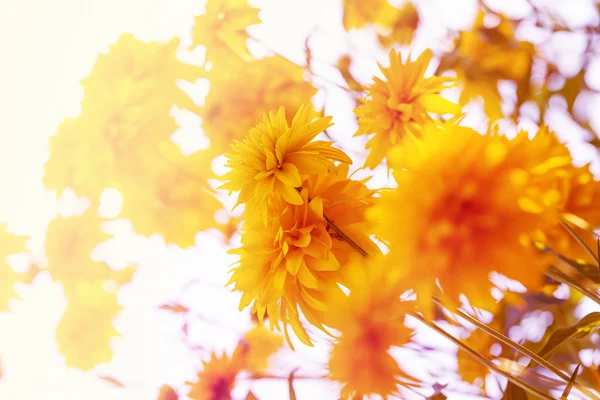 Yellow autumn flowers — Stock Photo, Image