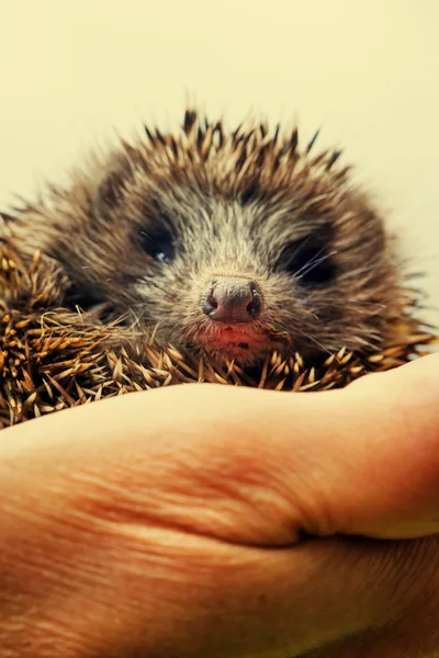 Hedgehog lying in human hands — Stock Photo, Image