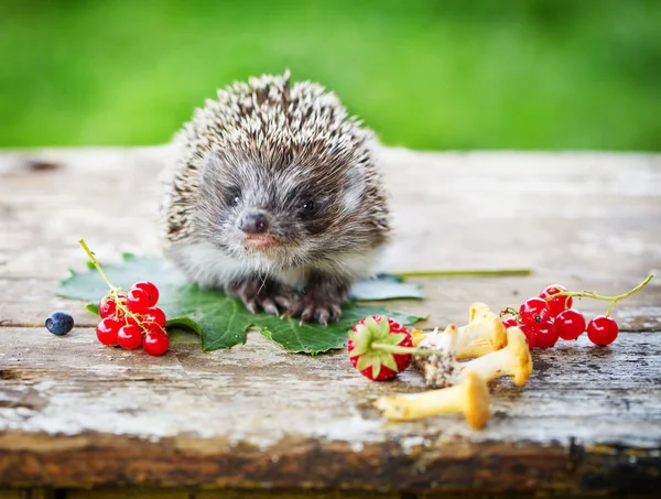 Young hedgehog with berries — Stock Photo, Image