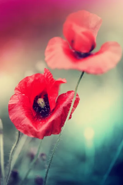 Wild poppy flowers — Stock Photo, Image