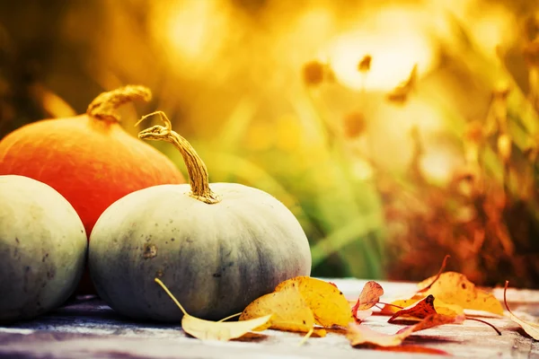 Fall pumpkins and apples — Stock Photo, Image